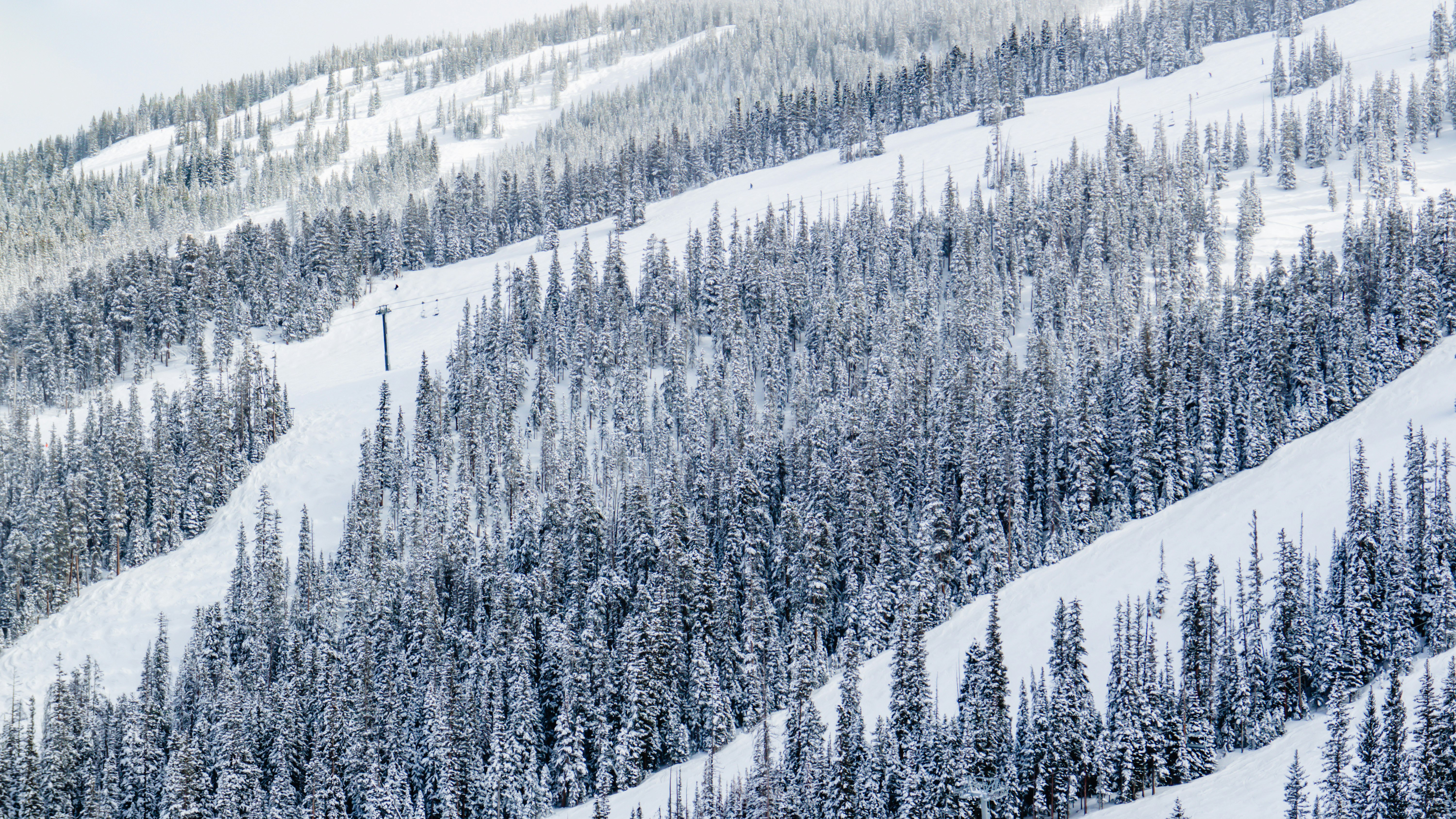 grayscale photo of pine trees